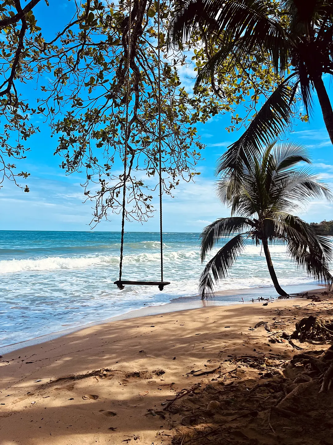 Un columpio colgado de un árbol frente al mar Caribe