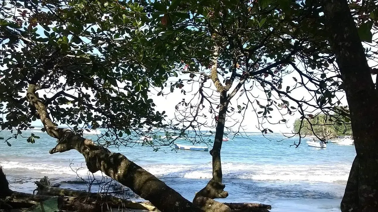 Playa de Puerto Viejo vista entre las ramas de un árbol